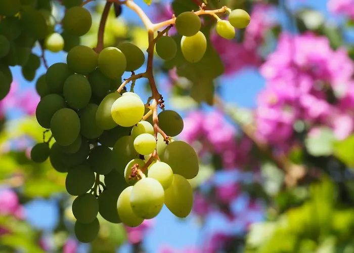 Apartman Apartmani Makarska Makarska