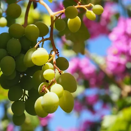 公寓 Apartmani Makarska 马卡尔斯卡